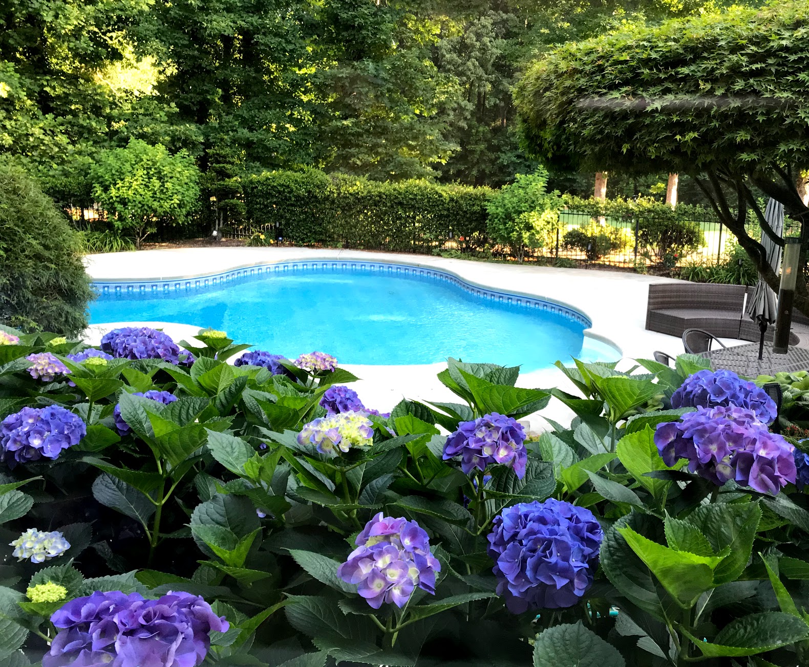 purple hydrangeas and pool