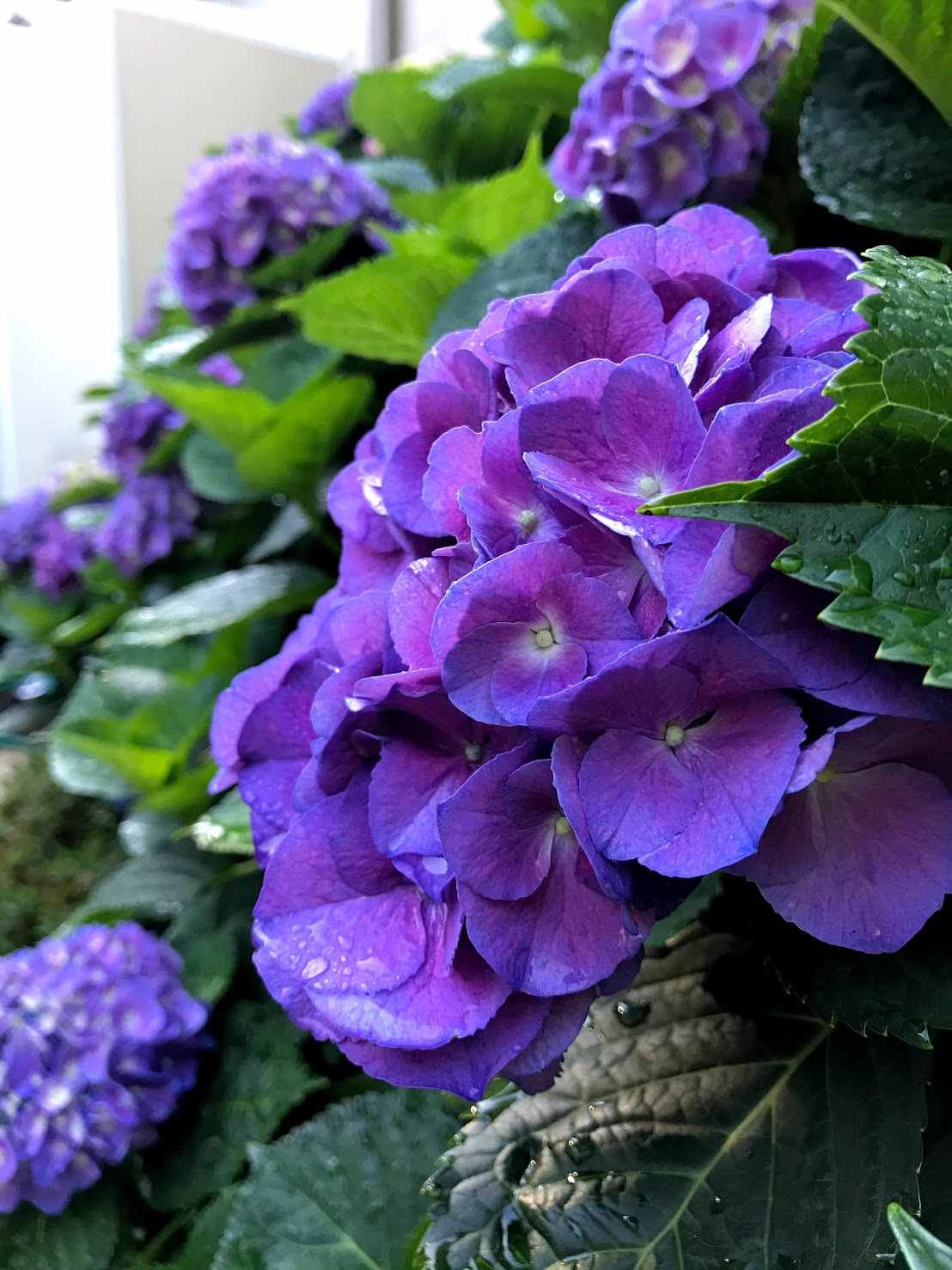 sea of purple hydrangeas